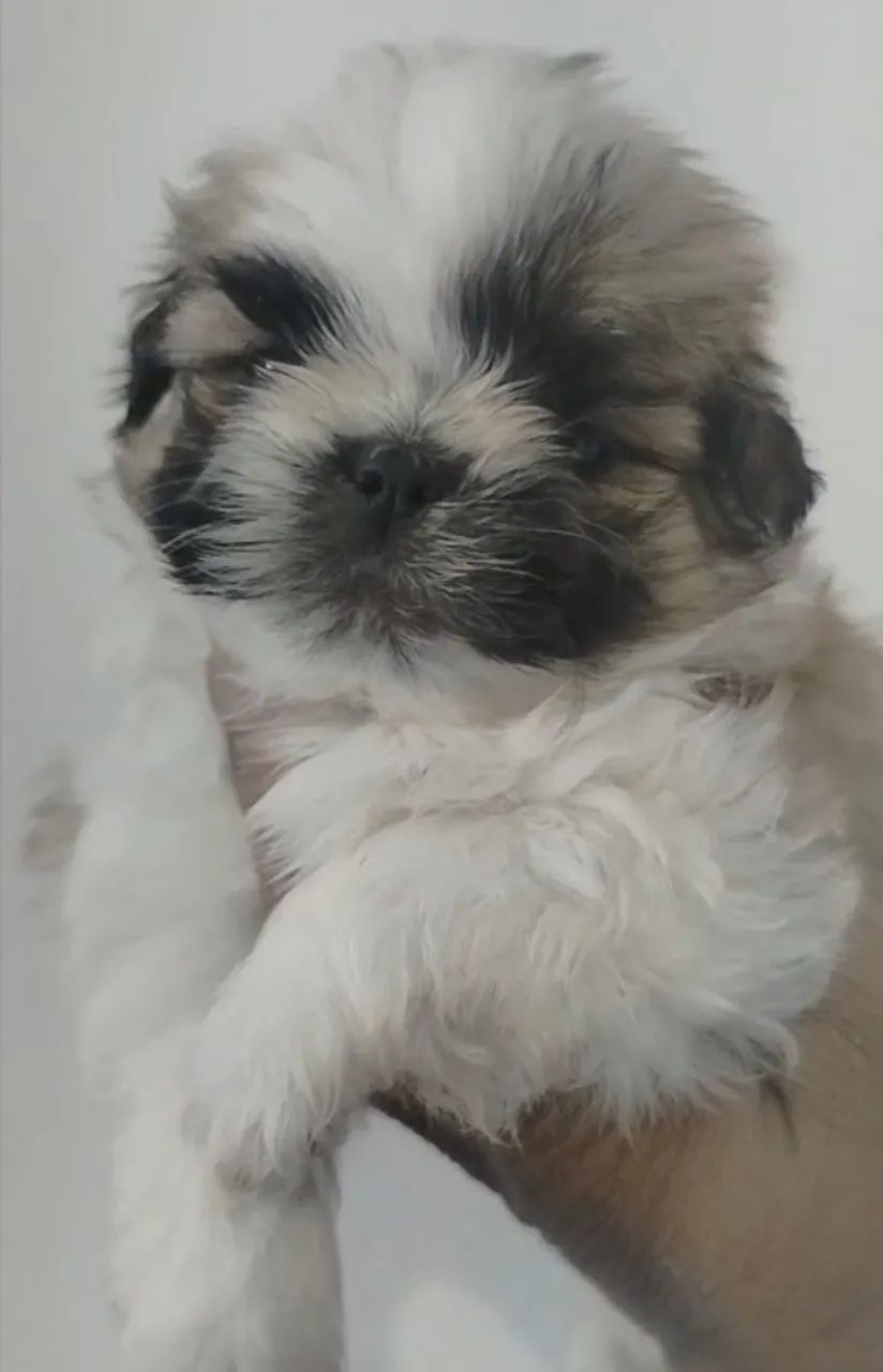Shtzo mini  - Foto 2