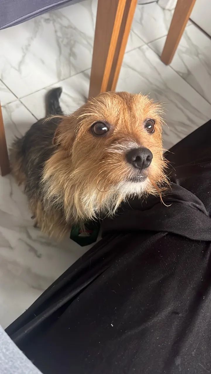 Cachorro - Foto 2