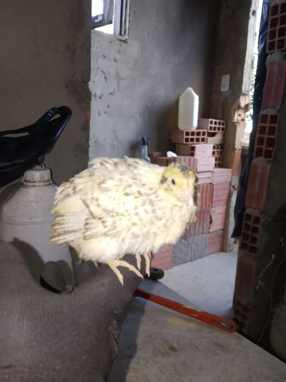 Codorna e ovos fértil 