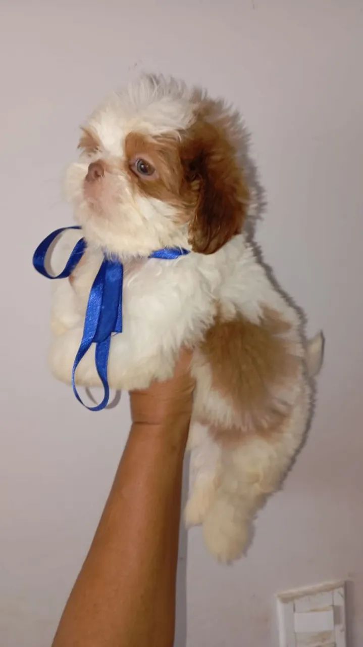 Shihtzu minis legítimos Vacinados  - Foto 2