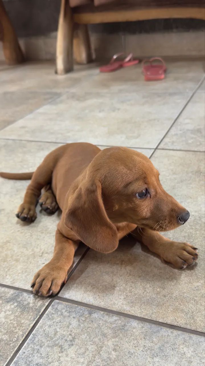 Vende-se cachorrinho Base ( Cofap)