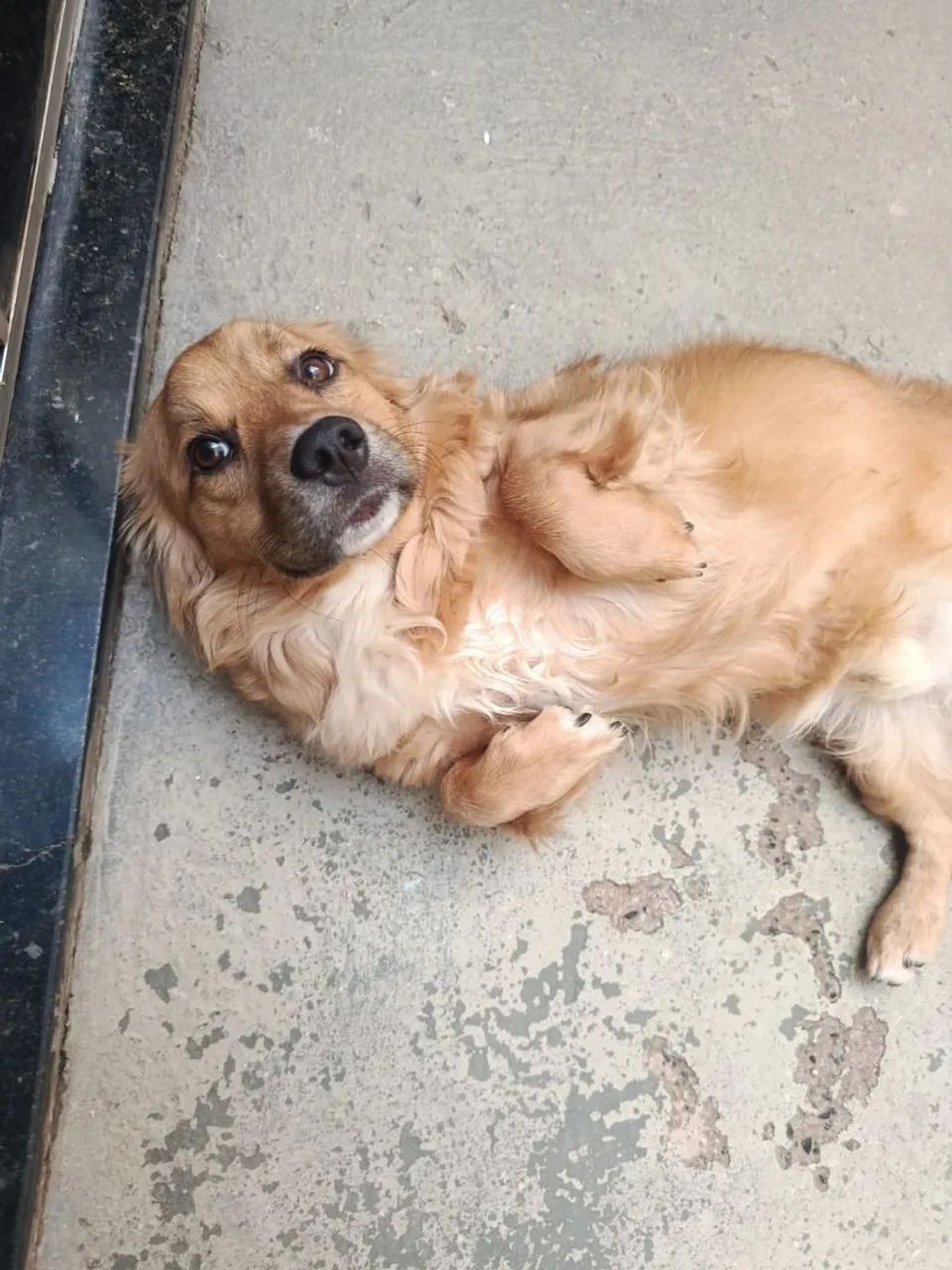 Cachorro - Foto 2