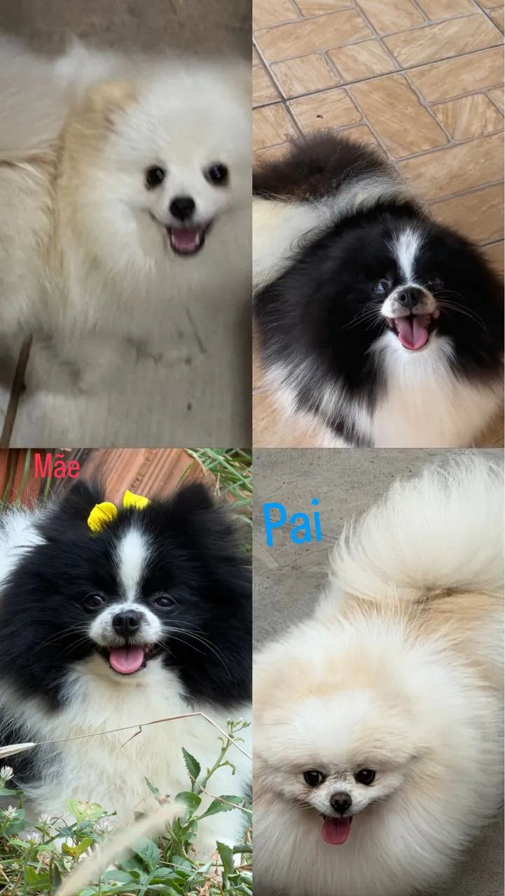 Spitz alemão 