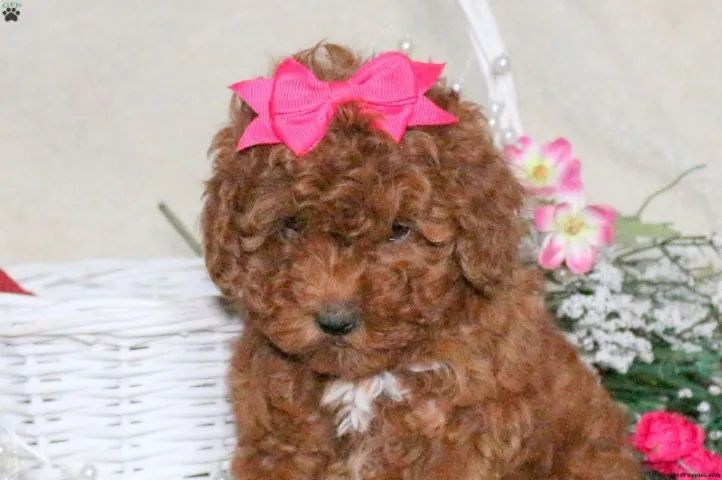 Poodle toy - pequeno e esperto - Foto 2