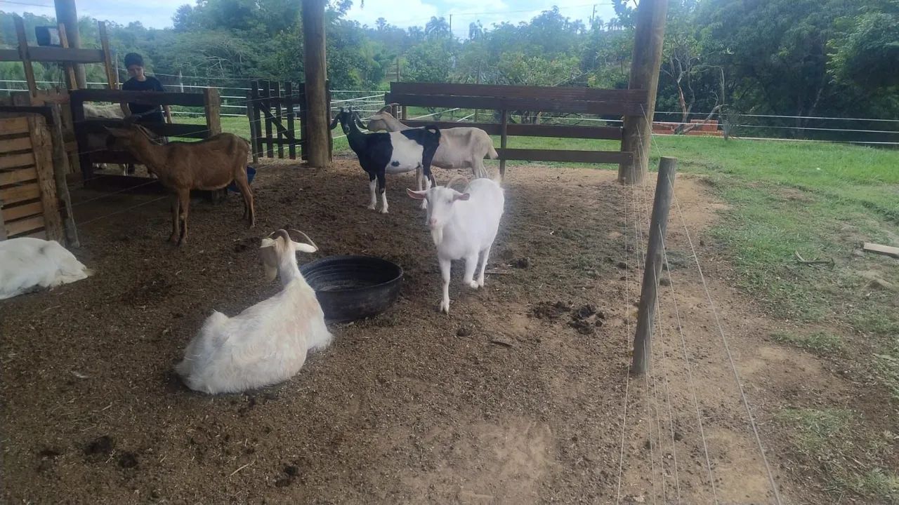 Cabras - Foto 5