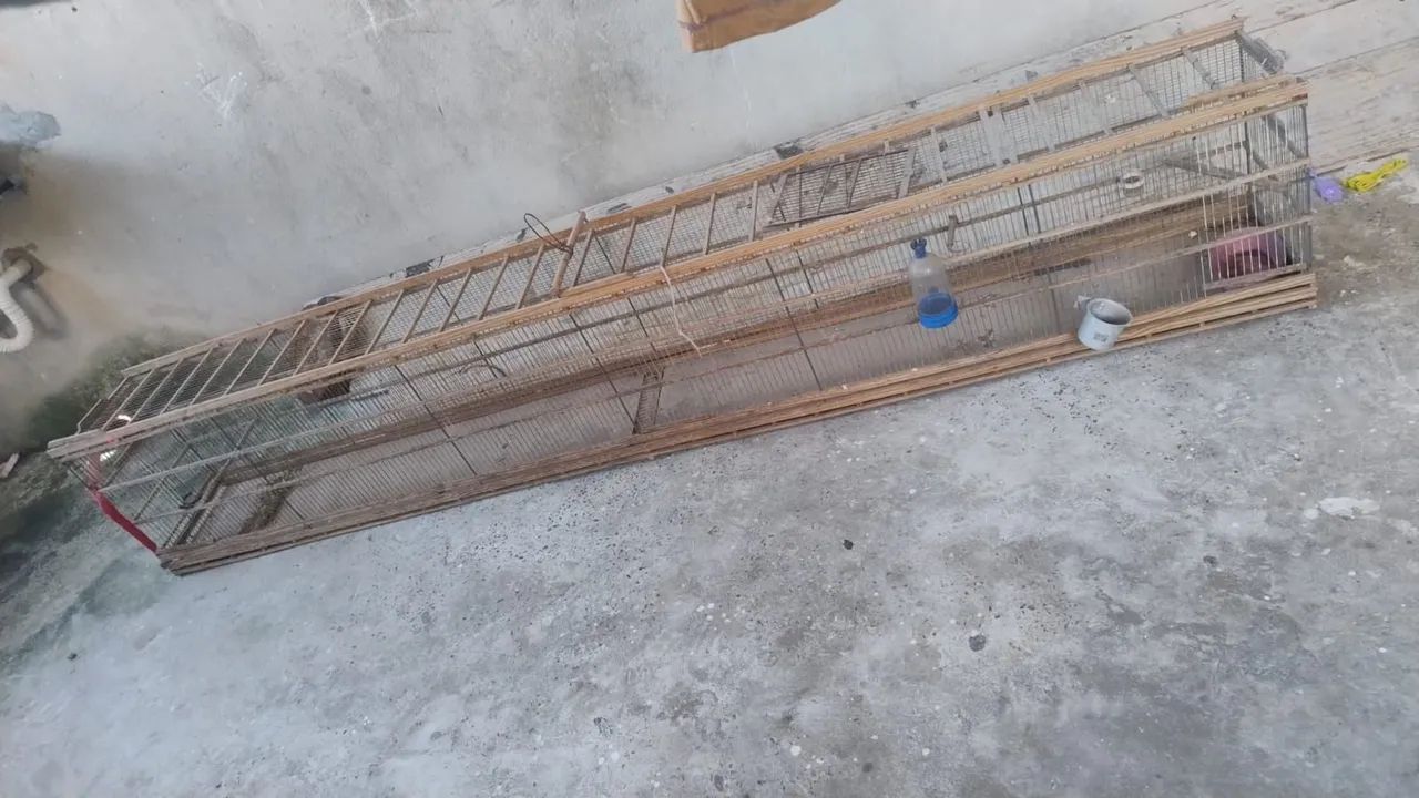 Voador de pássaro  - Foto 4