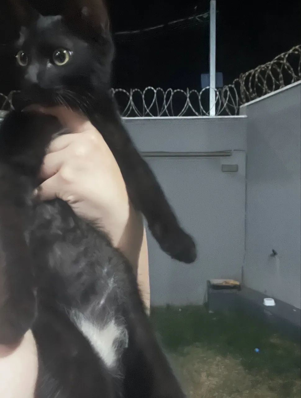 gatinho preto extremamente dócil filhote  - Foto 4