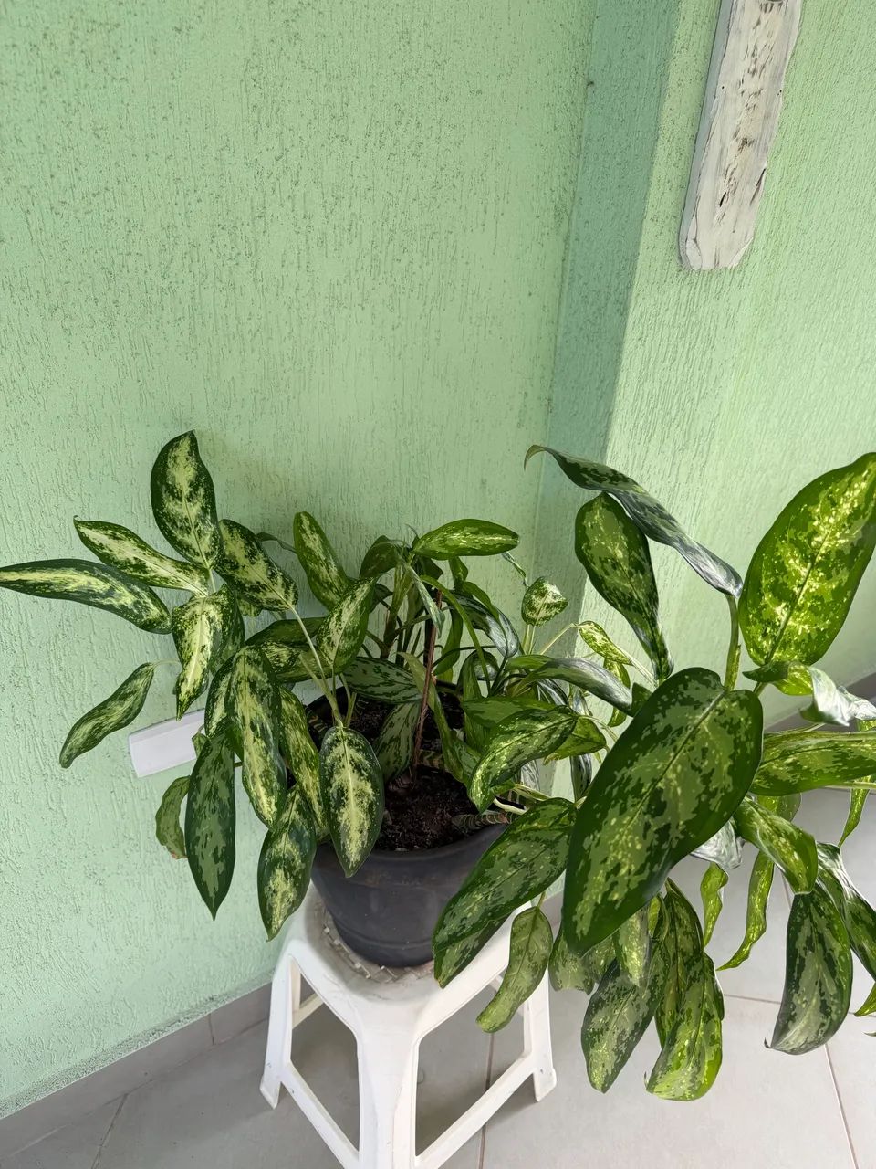 Vaso de planta com Aglaonemas