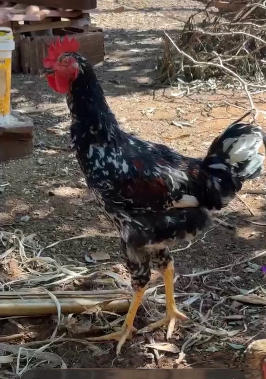 Galo