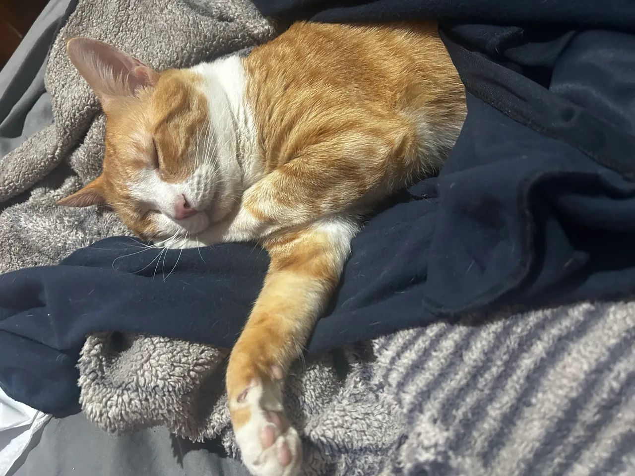 GATO LARANJA - Foto 4