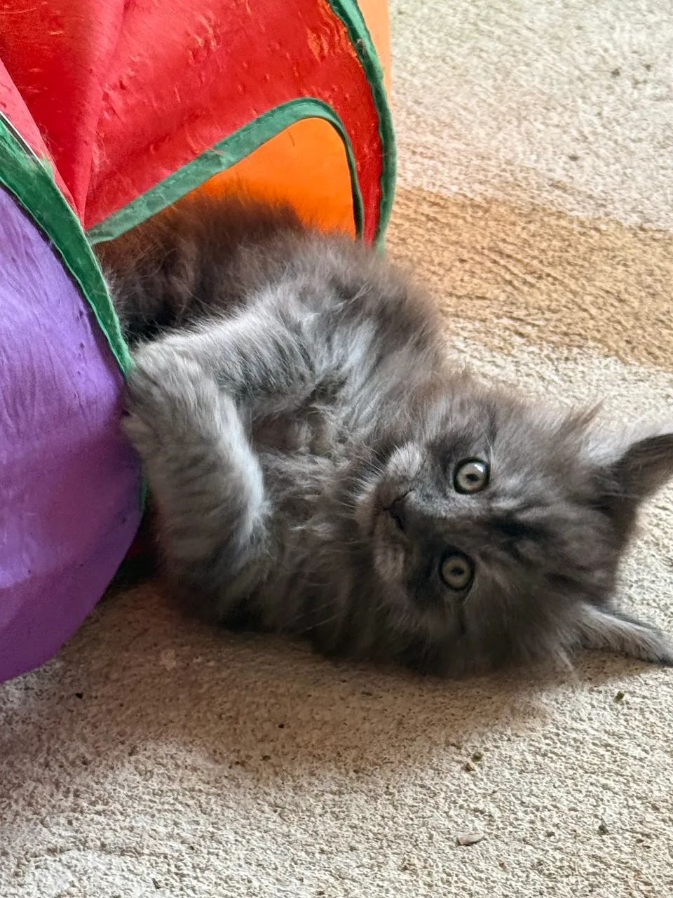Filhotes Maine Coon com Pedigree 