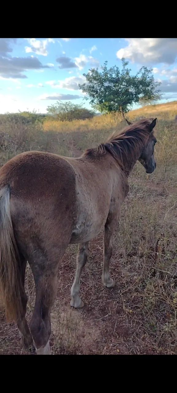Cavalo