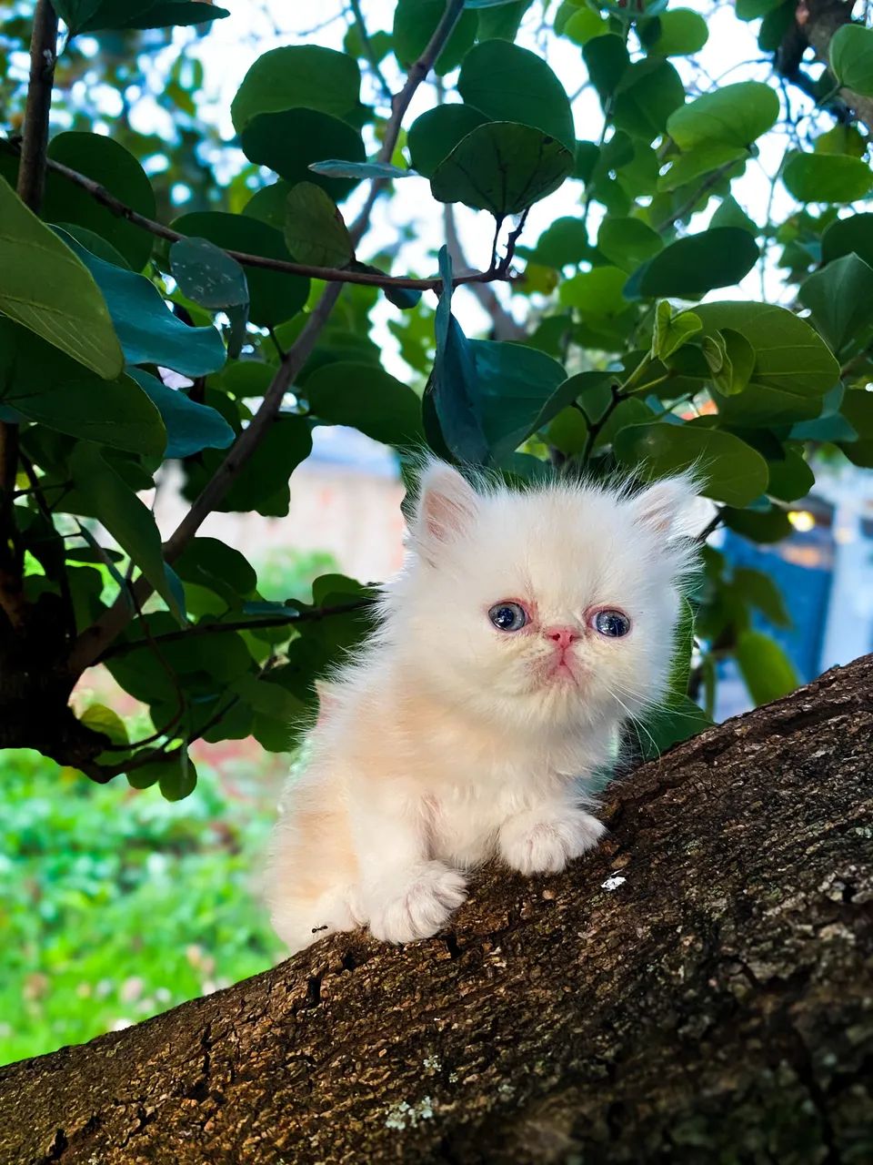 Gato Persa Foz do Iguaçu  - Foto 3