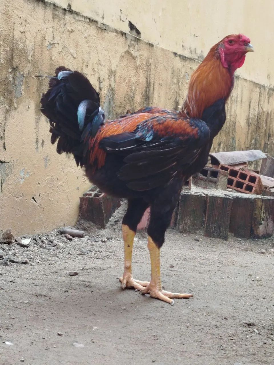 Índio gigante  - Foto 2