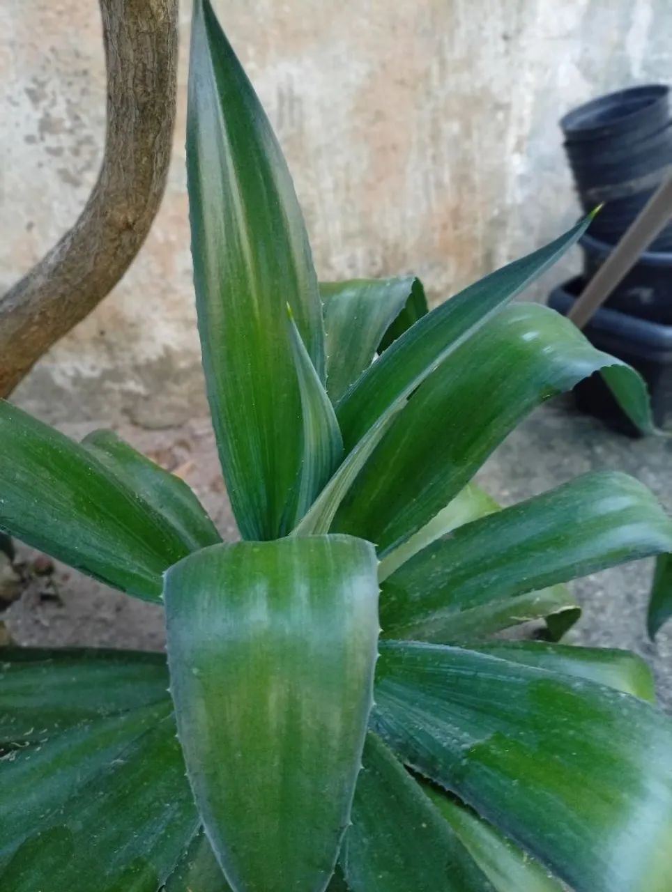 Planta AGAVE IMPERIAL - Foto 2
