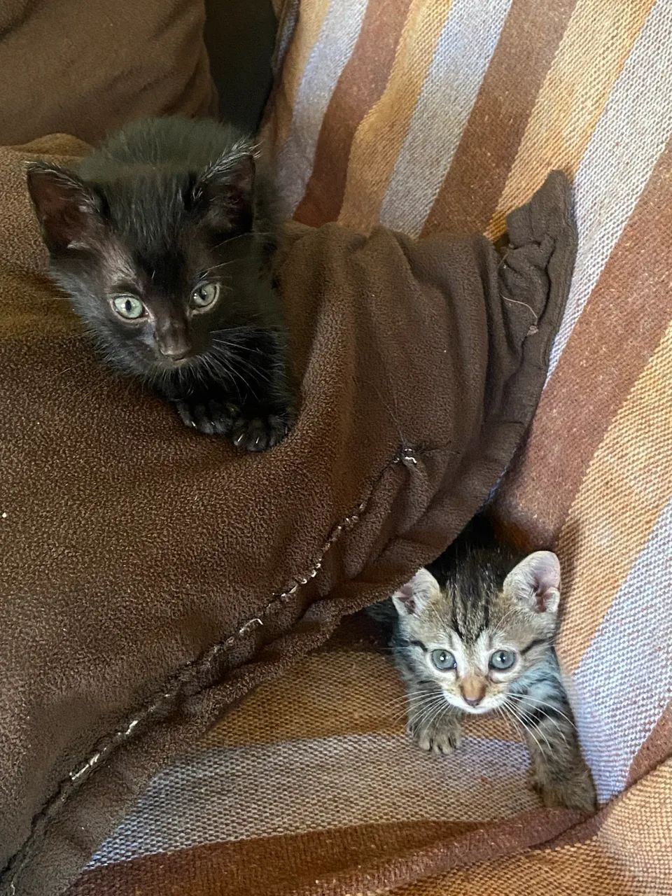 Gatinhos para doar  - Foto 3