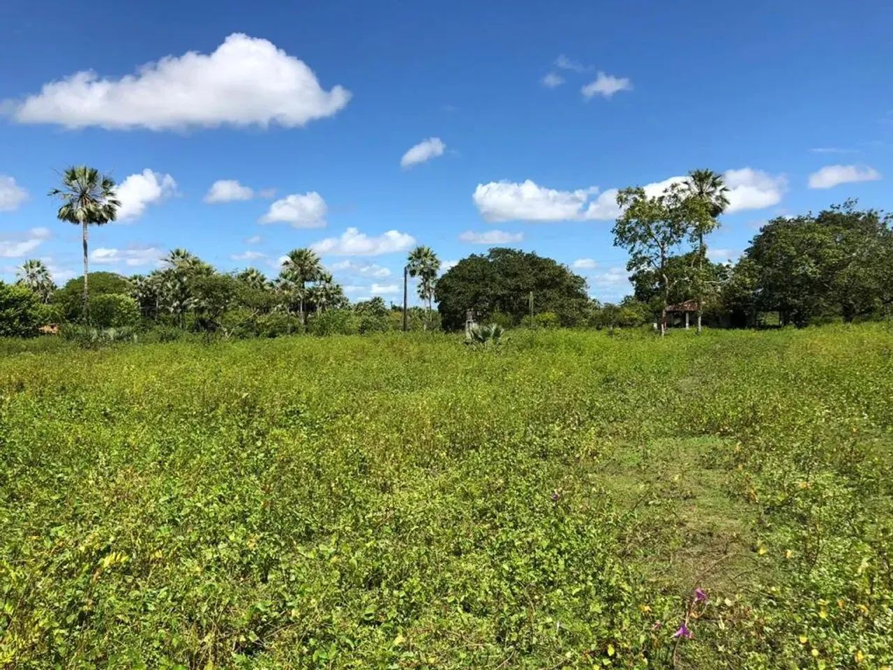 Terreno com 22 hectares no Camará - Foto 4