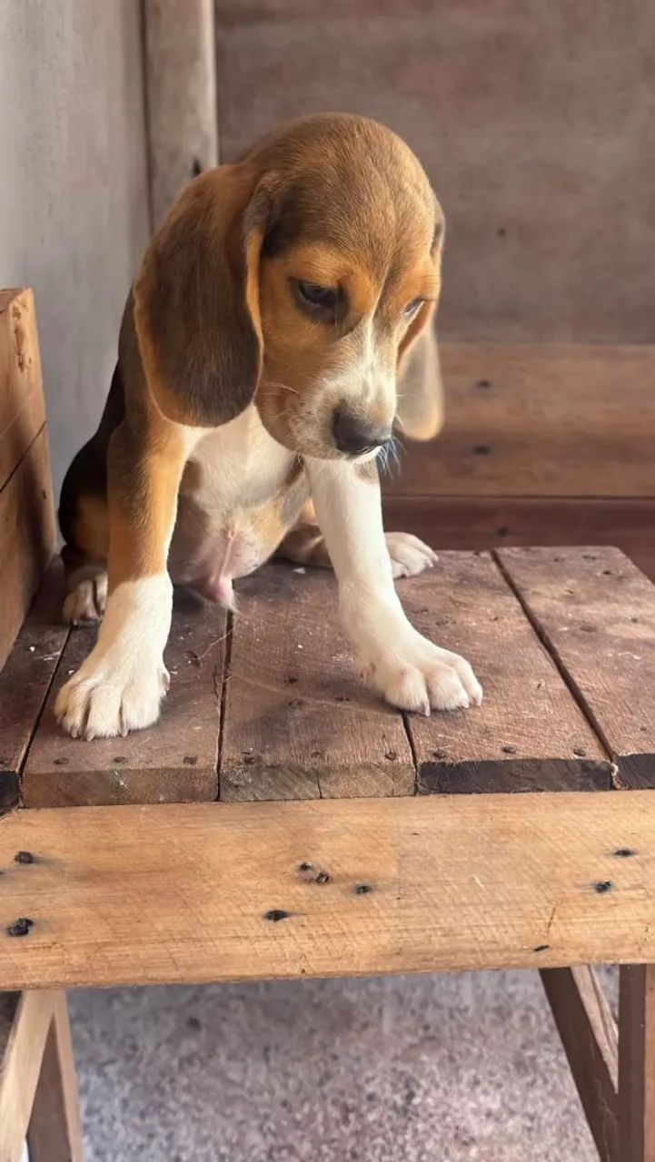 Cachorro  - Foto 3