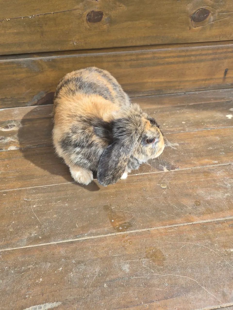 Coelha Mini Lop - Foto 2