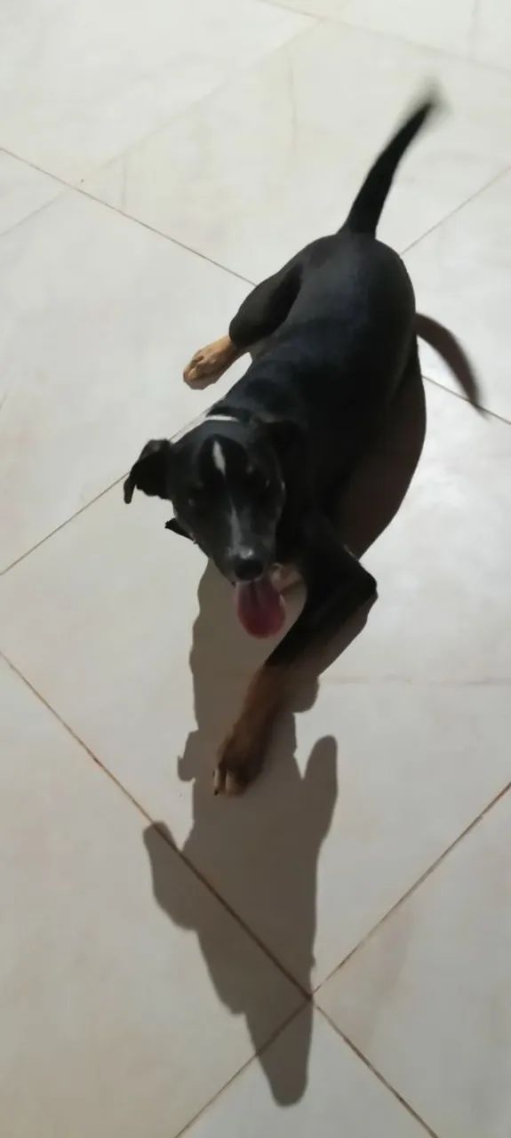 Cachorro 8 meses para doação  - Foto 5