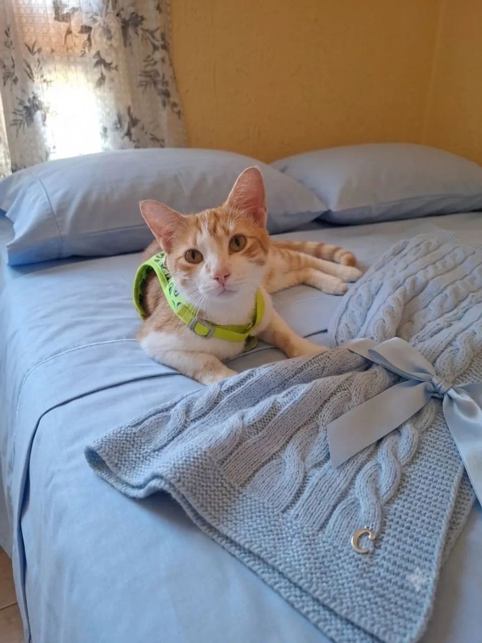Babá do seu Pet - Foto 5