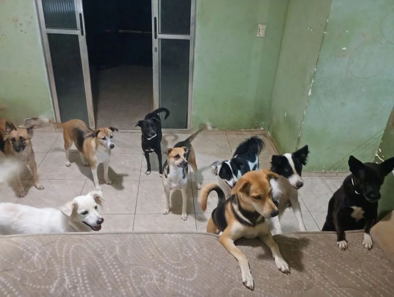 Passeador de cachorros e cuidador de cachorros em domicílio.