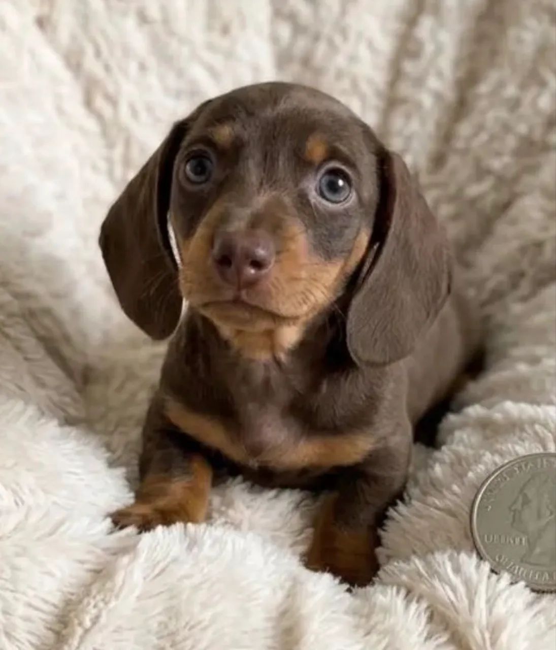 Salsichinha chocolate Tan