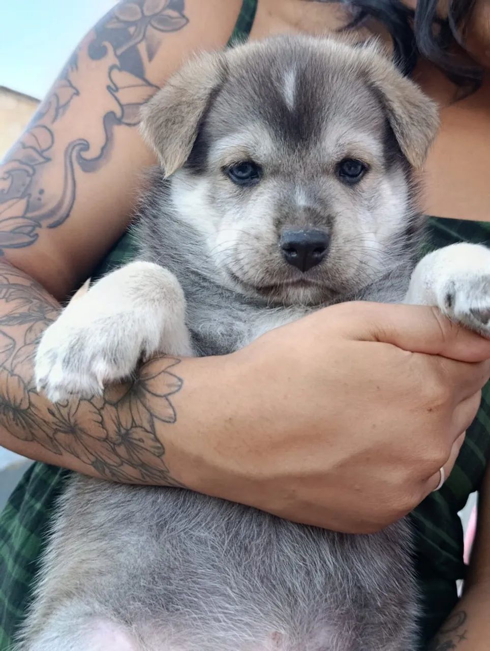 Cachorro  - Foto 2