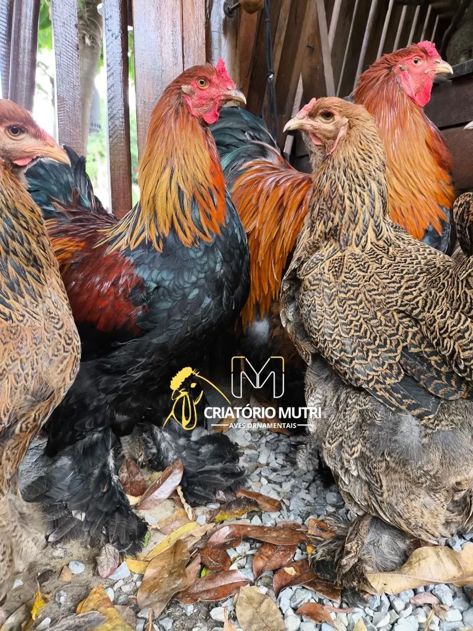 Ovos de galinha Brahma perdiz 