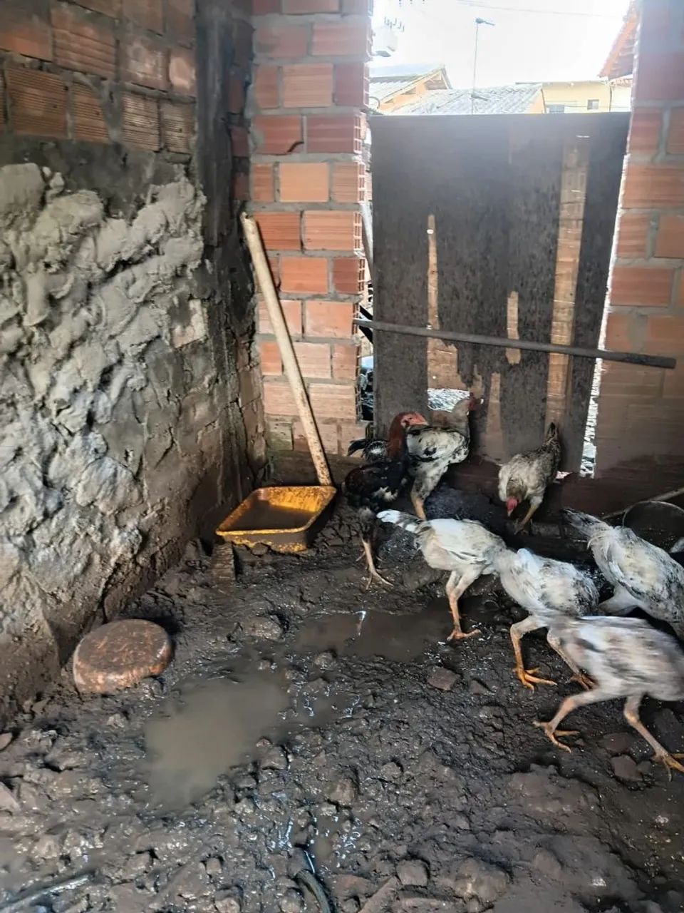 Frango e uma galinha 
