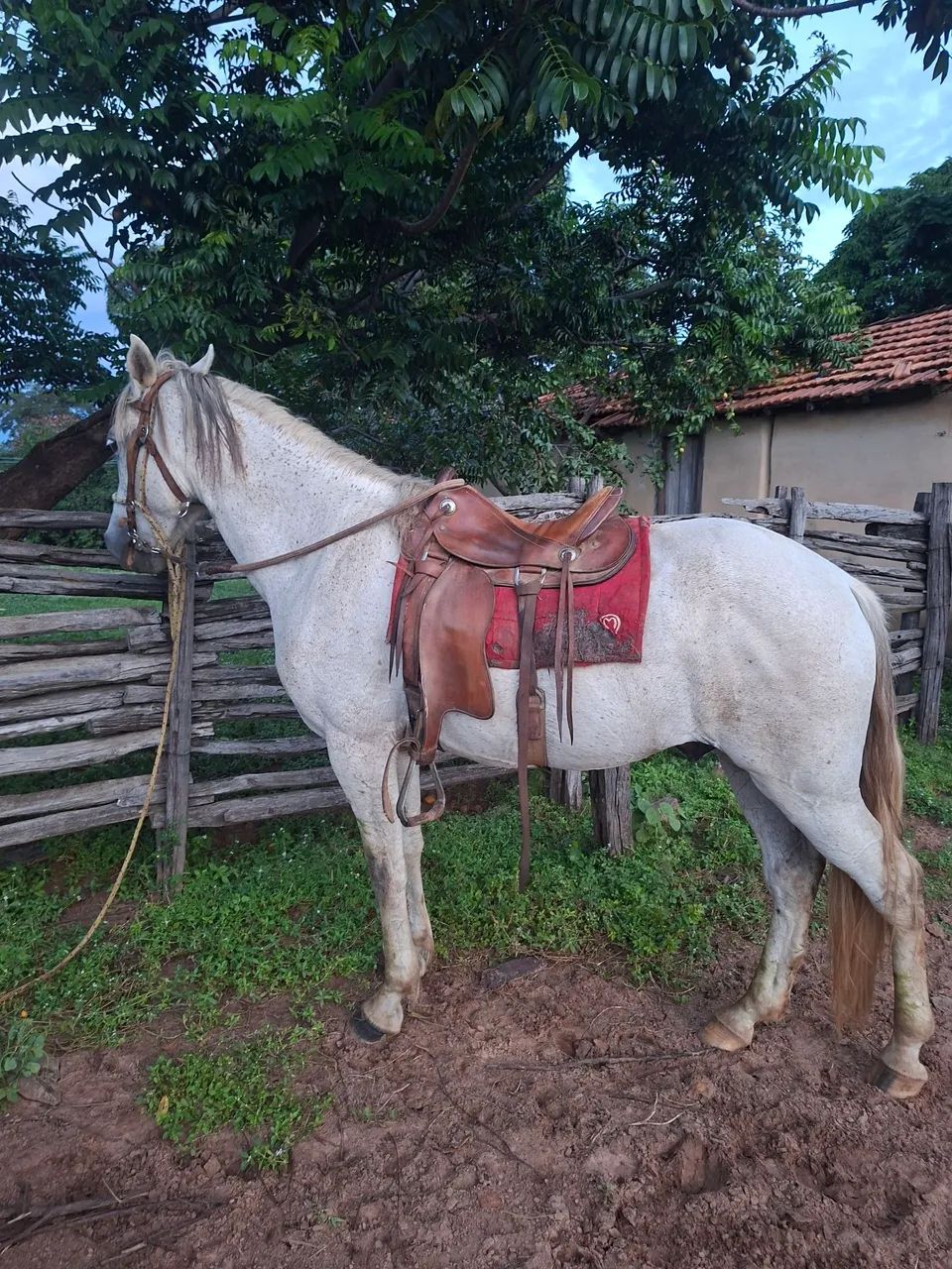 Cavalo Manga Larga  - Foto 3