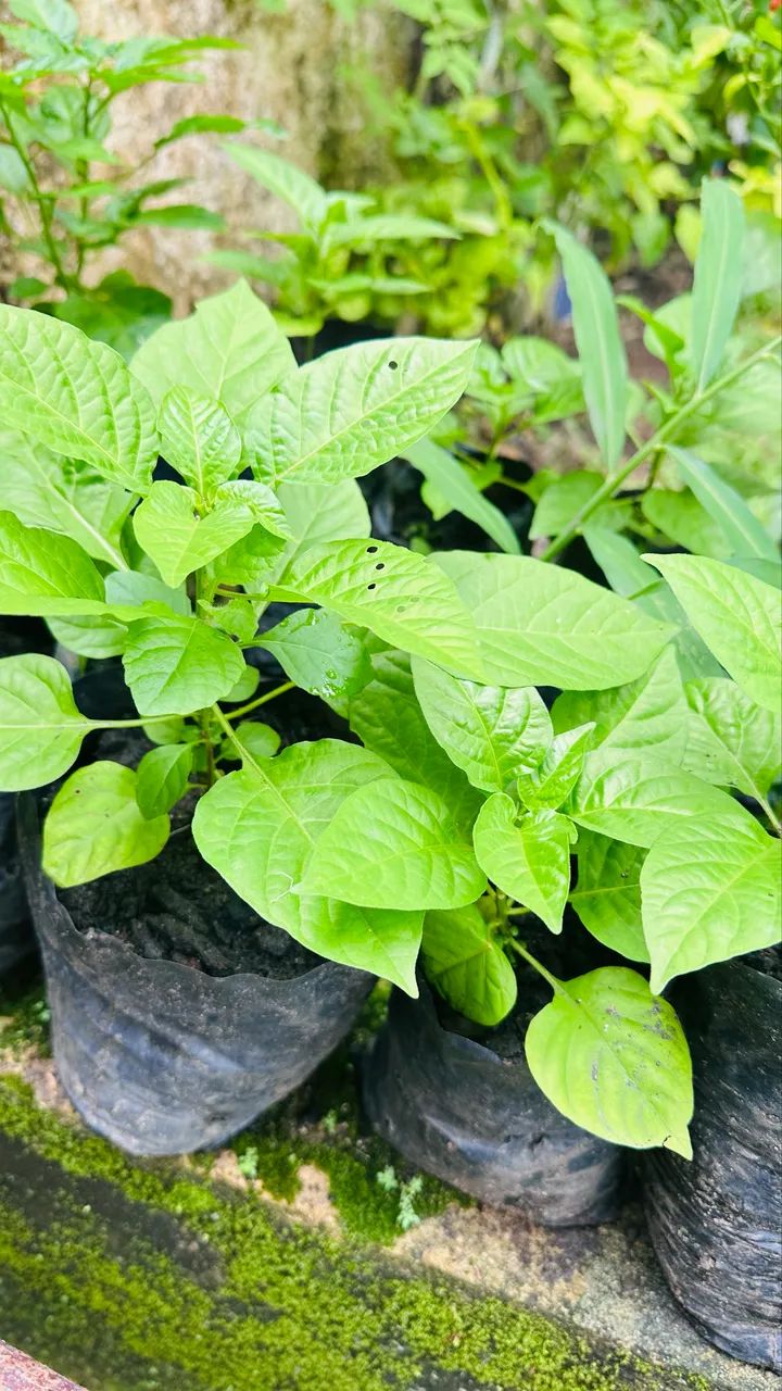 Mudas de Pimenta de Cheiro - Foto 3