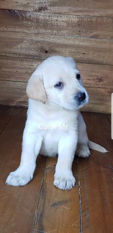 Labrador Pedigree e garantia em contrato - Lindos filhotes - Foto 5