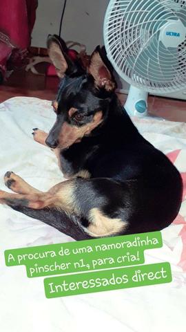Pinscher procurando uma namorada para cria