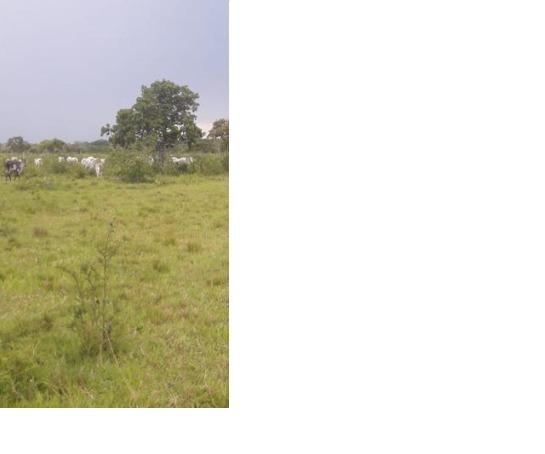 40ha. 10km de Cuiabá mt -pastagens cercados, casa, poço semi-artesiano - Foto 2