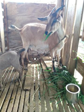 Cabras