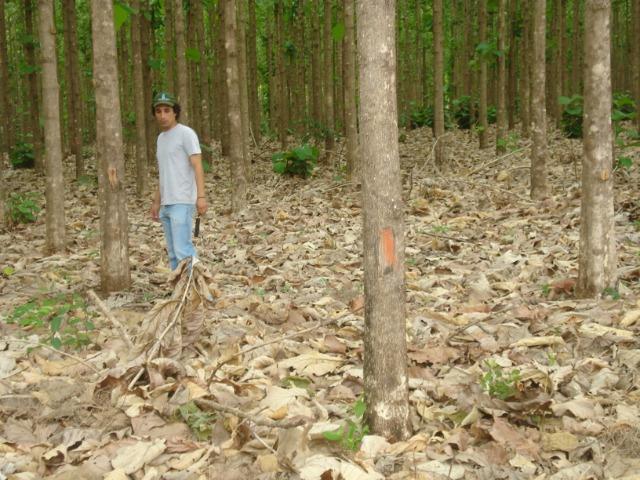 Floresta de Teca - Foto 2