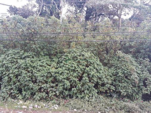 Terreno residencial à venda, Granja Guarani, Teresópolis. - Foto 2