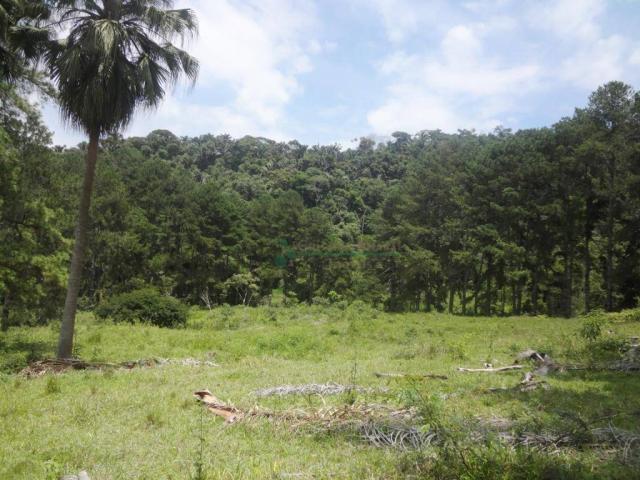Sitio com 780.000 m² por R$ 1.150.000 - Ponte Nova - Teresópolis/RJ - Foto 11