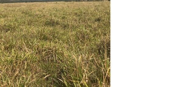 4800 hectares Pecuária e lavoura Região Nobres MT, Terras para plantio de Soja - Foto 3