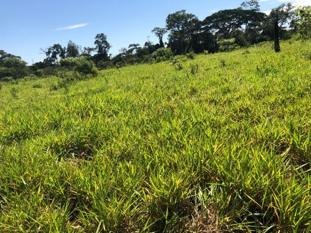 16,50 Hectares, Todo Formado, Ariranha -Ocasião, Estuda-se permuta em parte - Foto 3