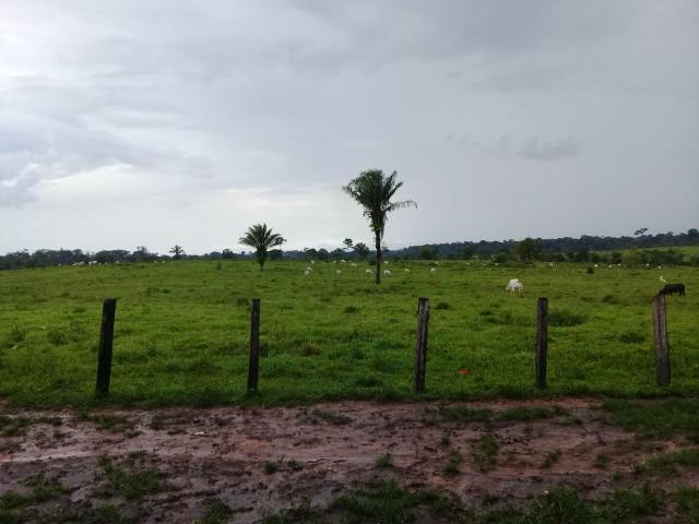 Vende-se fazenda - Foto 4