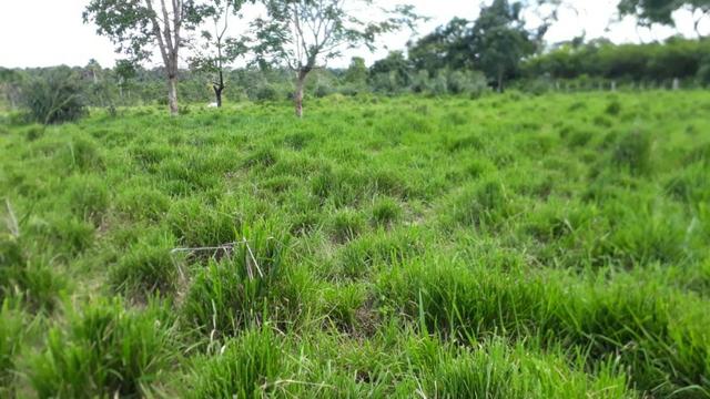 Fazenda com 150 hectares - Região da Soja (Balsas-MA) - Foto 6