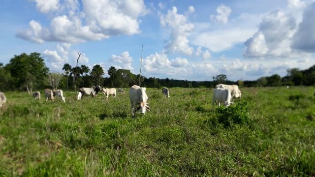 Fazenda com 150 hectares - Região da Soja (Balsas-MA)