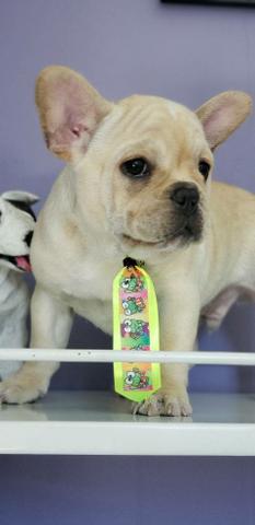 Buldog creme macho - Foto 3