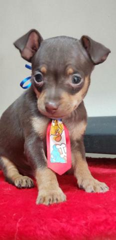 Pinscher chocolate n1 macho - Foto 4