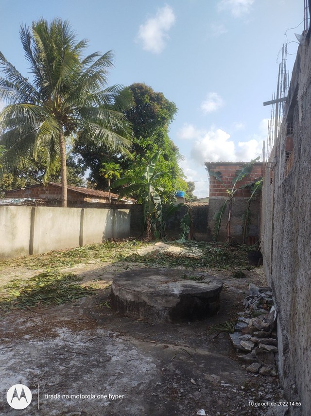 Poda de árvore ? limpeza e remoção de material - Foto 5