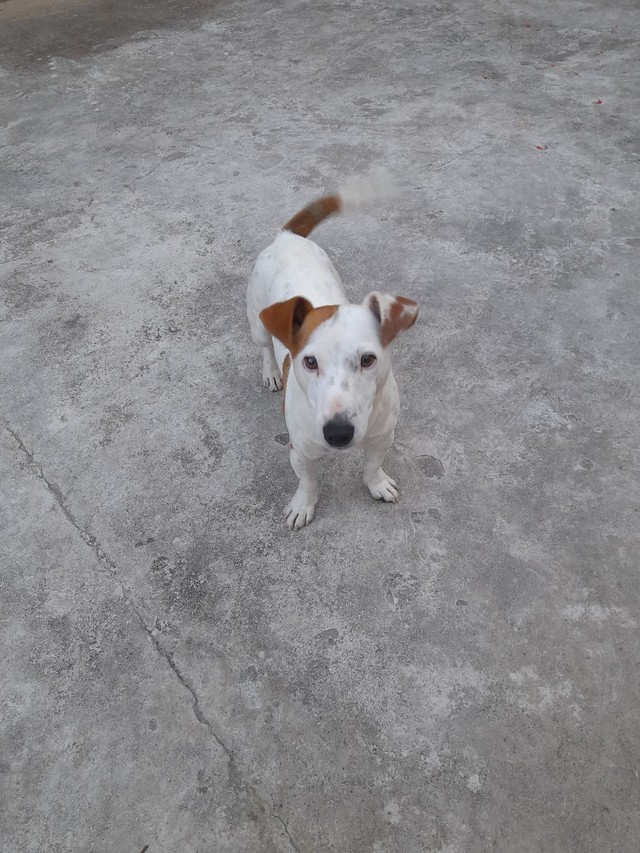  Vende-se Filhote de jack Russell Terrier