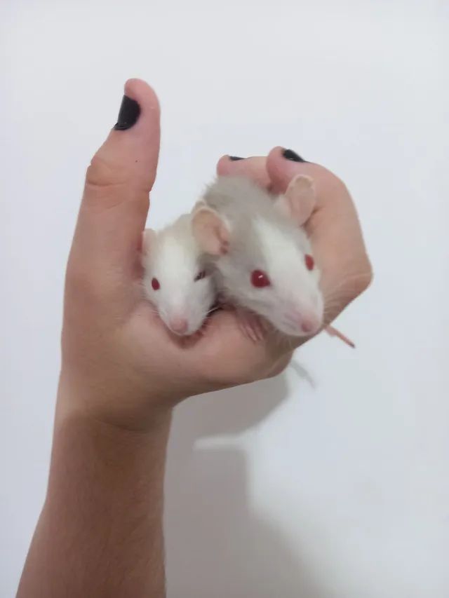 Filhotes de rato twister 