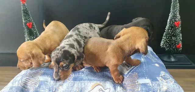 Dachshund (salsicha) - Foto 6